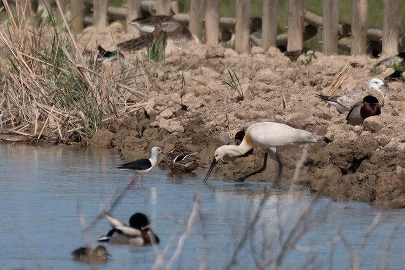 Bec Planer ( Platalea leucorodia )