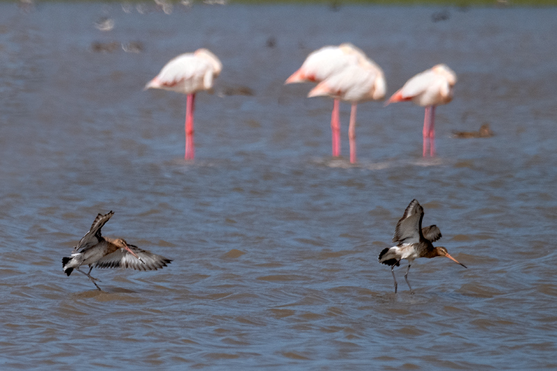 Tètol cuanegre ( Limosa limosa )