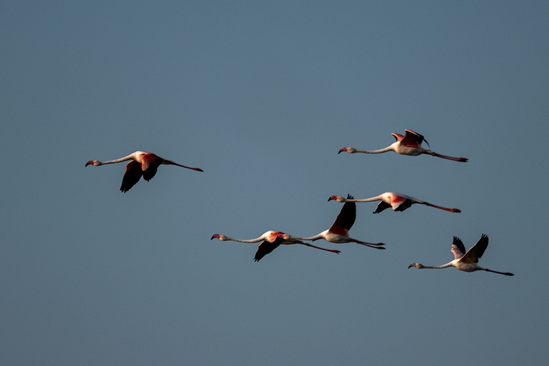 Flamenc (Phoenicopterus ruber)