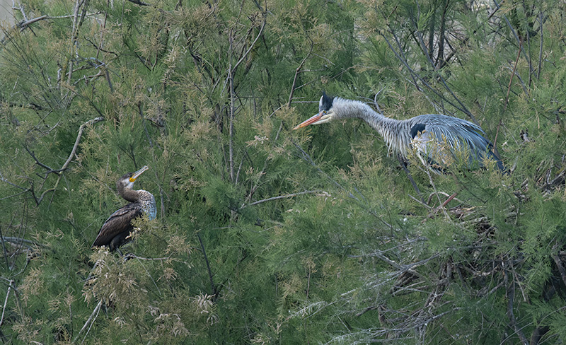 Bernat pescaire ( Ardea cinerea ) Corb marí ( Phalacrocorax carbon )