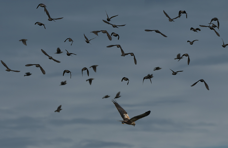 Arpella vulgar (Circus aeruginosus) i Estornell vulgar (Sturnus vulgaris)