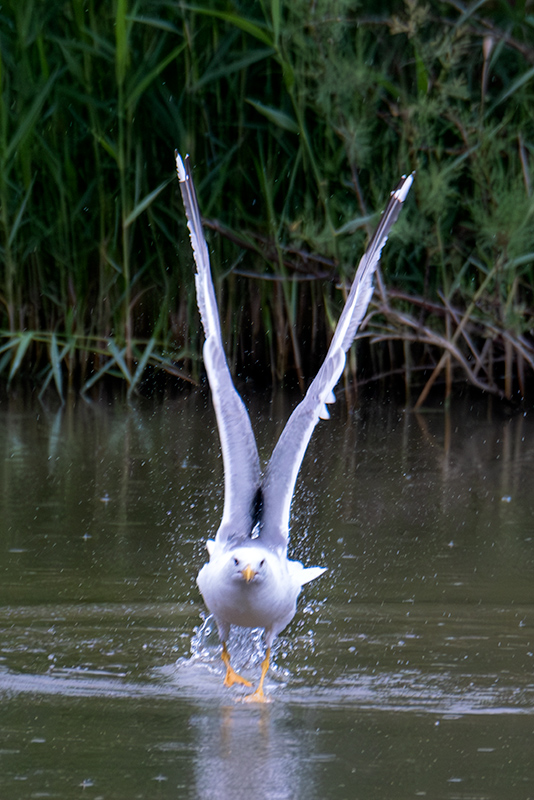 Gavià argentat ( Larus michahellis )