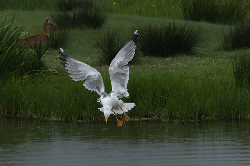 Gavià argentat ( Larus michahellis )