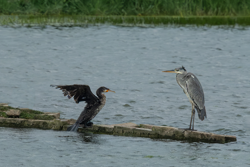 Bernat pescaire ( Ardea cinerea ) Corb marí ( Phalacrocorax carbon )