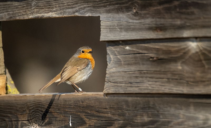 Pit roig (Erithacus rubecola)