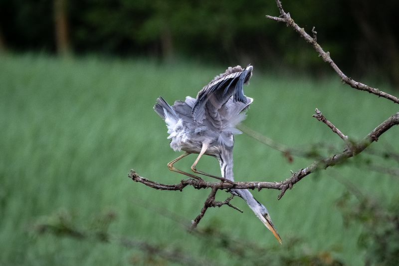 Bernat pescaire (Ardea cinerea)