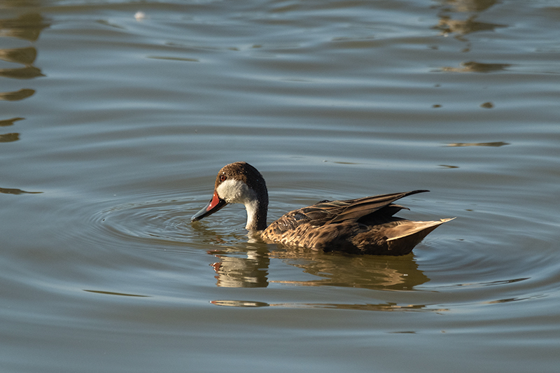 Ànec de les Bahames (Anas bahamensis)