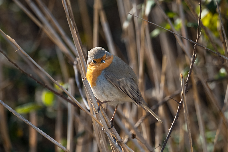 Pit roig (Erithacus rubecola)