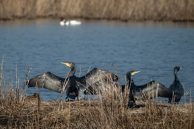 Corb marí ( Phalacrocorax carbon )