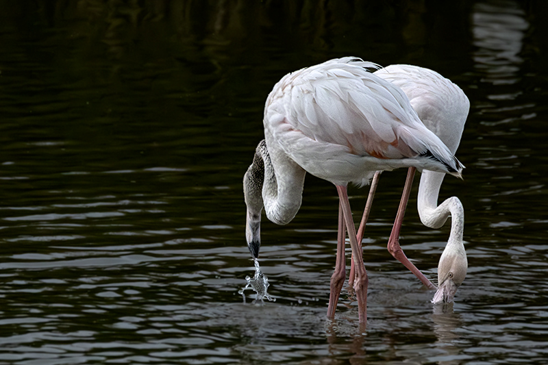 Flamenc ( Phoenicopterus ruber)