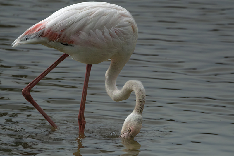 Flamenc ( Phoenicopterus ruber)