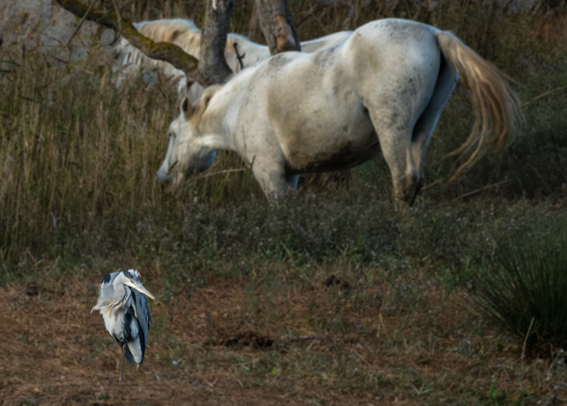 Bernat pescaire (Ardea cinerea) i  Cavall de la Camarga