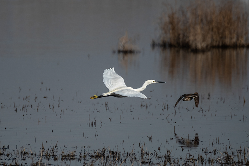 Martinet blanc (Egretta garzetta)