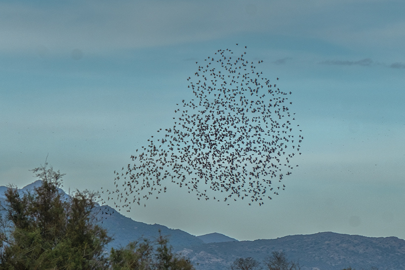 Estornell vulgar (Sturnus vulgaris)