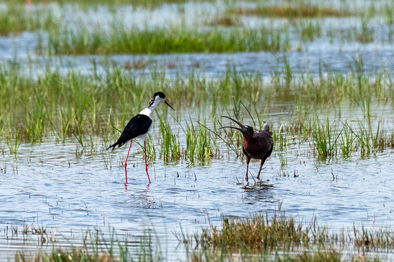 Cames llargues (Himantopus himantopus) Capó reial ( Plegadis falcinellus )