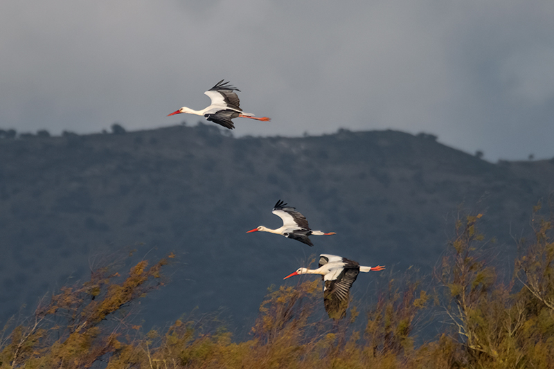 Cigonyes ( Ciconia ciconia )