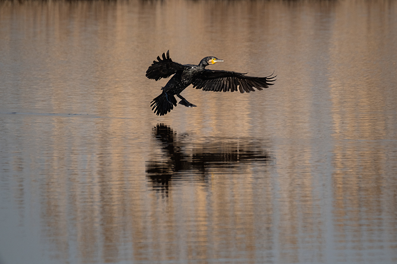 Corb marí ( Phalacrocorax carbon )