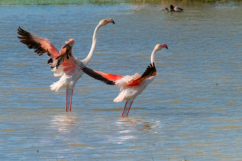 Flamenc ( Phoenicopterus ruber)