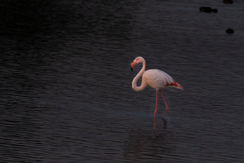 Flamenc ( Phoenicopterus ruber)