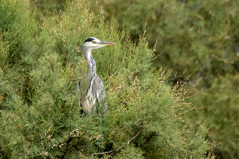 Bernat pescaire (Ardea cinerea)