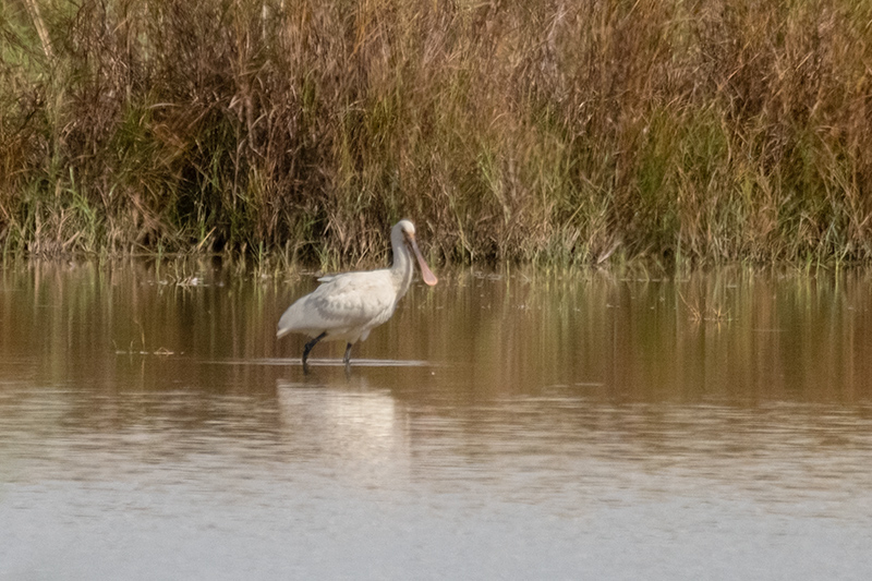 Bec-planer (Platalea leucorodia)