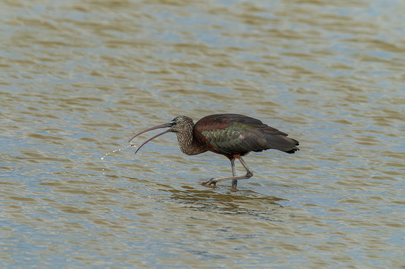 Capó reial ( Plegadis falcinellus )