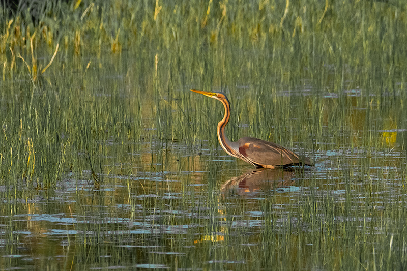 Agró roig ( Ardea purpurea )  Recordant les aus de quan hi havia aigua