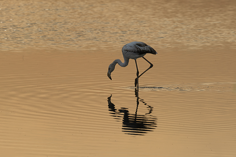 Flamenc ( Phoenicopterus ruber)