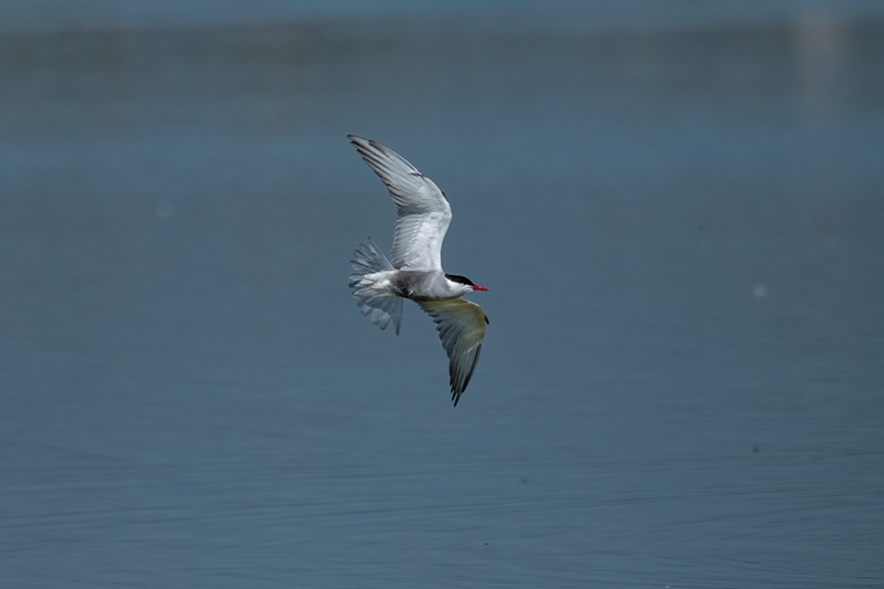 Fumarell carablanc (Chlydonias hybridus)