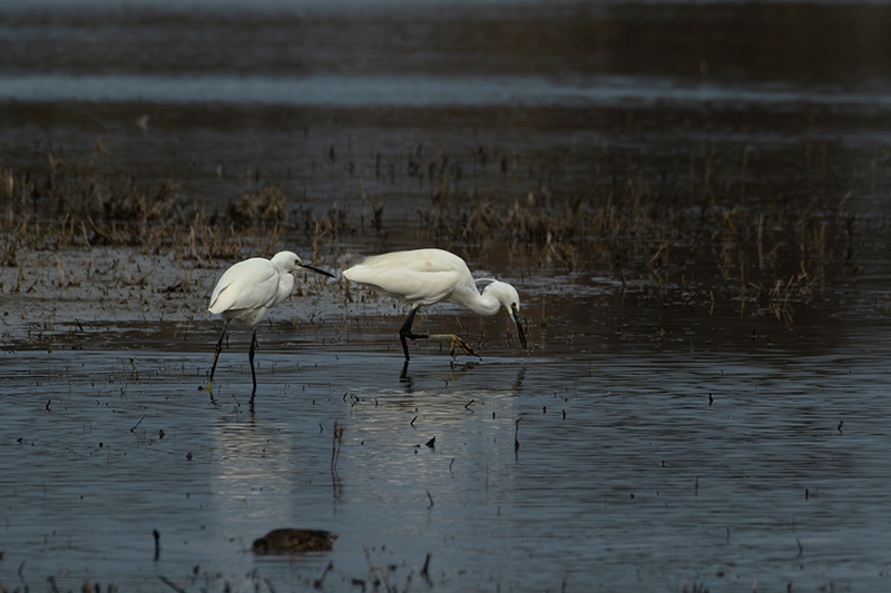 Martinet blanc (Egretta garzetta)