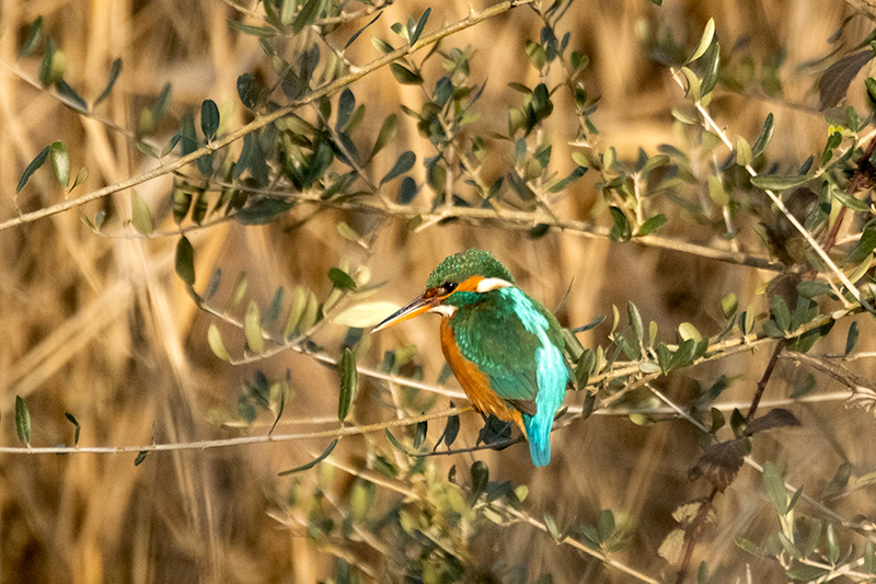 Blauet ( Alcedo atthis ) ( A la tercera )