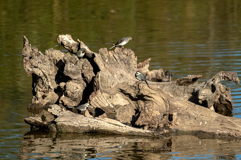 Cuereta blanca vulgar (Motacilla alba)