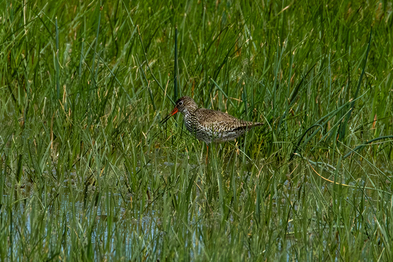 Gamba Roja Pintada (Tringa erythropus)