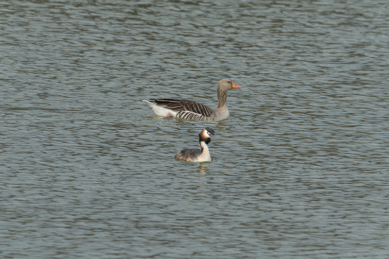 Cabussó emplomallat (Podiceps cristatus) Oca vulgar (Anser anser)