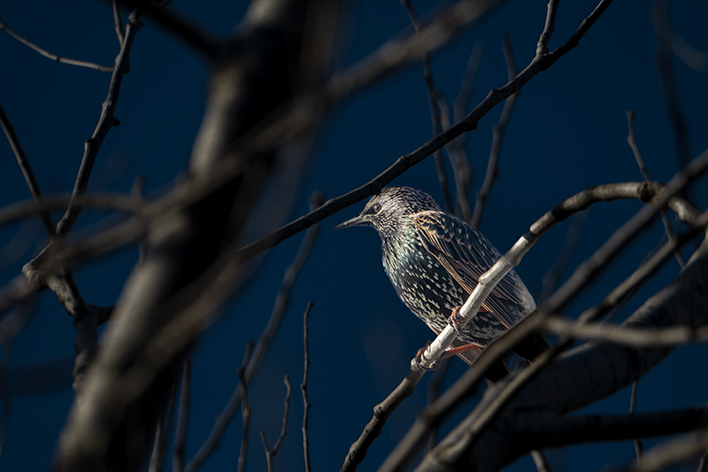 Estornell vulgar (Sturnus vulgaris)