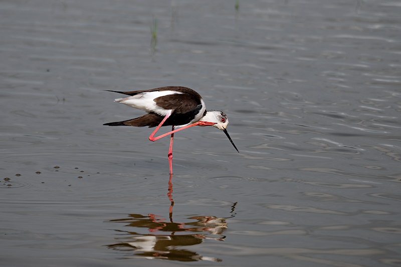 Cames llargues (Himantopus himantopus)