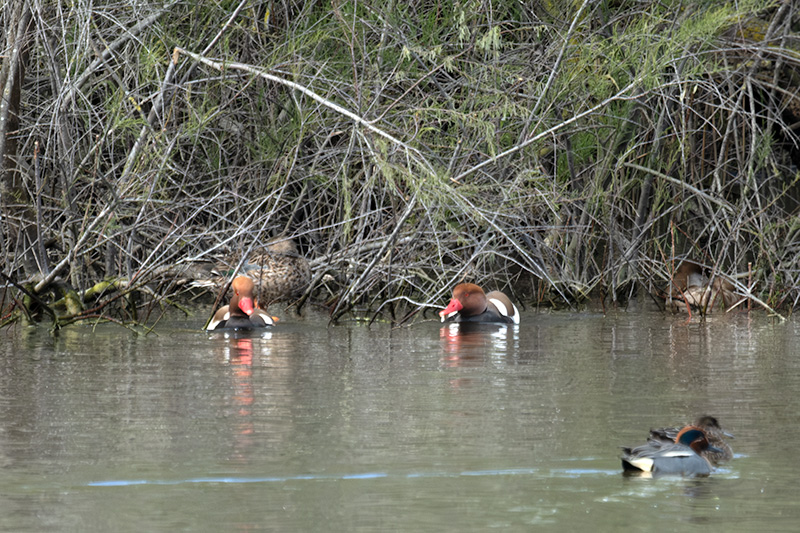 Xibec (Netta rufina)