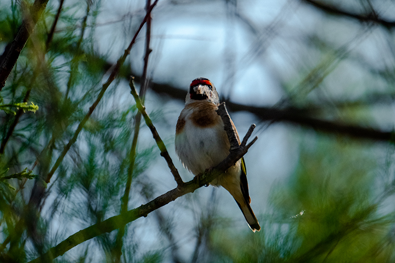 Cadernera ( Carduelis carduelis )