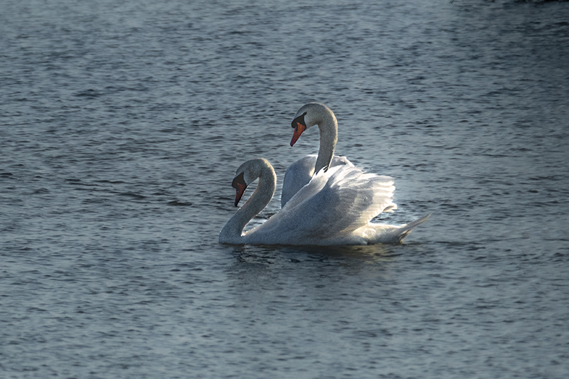 Cigne mut ( Cygnus olor )