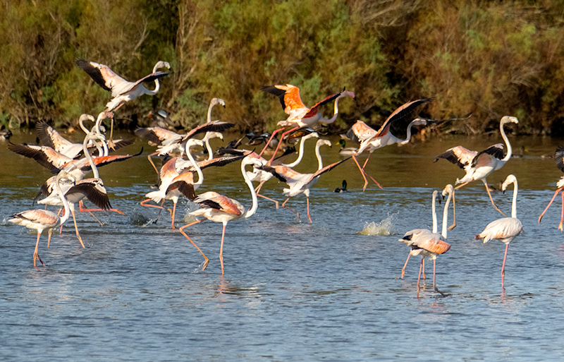 Flamenc ( Phoenicopterus ruber)