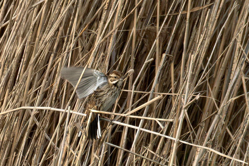 Repicatalons (Emberiza schoeniclus)