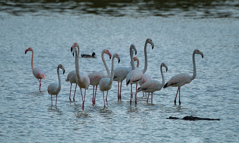 Flamencs ( Phoenicopterus ruber)