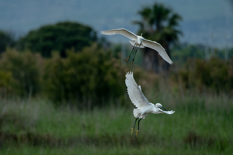 Martinet blanc (Egretta garzetta)