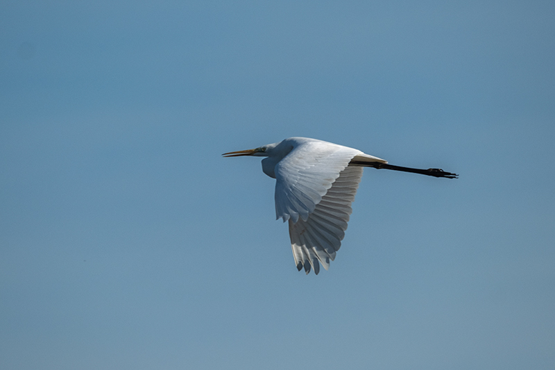 Agró blanc ( Ardea alba )