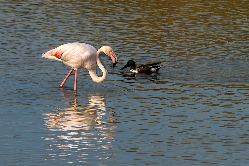 Flamenc ( Phoenicopterus ruber) i Ànec cullerot (Anas clypeata )