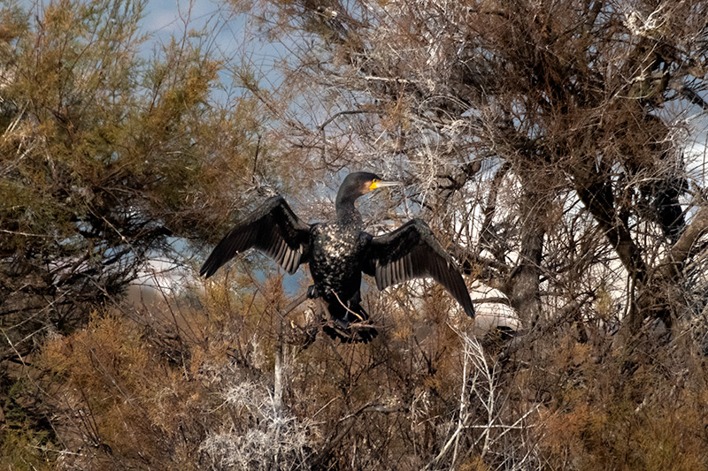 Corb marí gros (Phalacrocorax carbon )