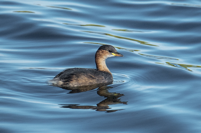 Cabusset (Tachybaptus ruficollis)