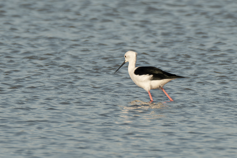 Cames llargues (Himantopus himantopus)