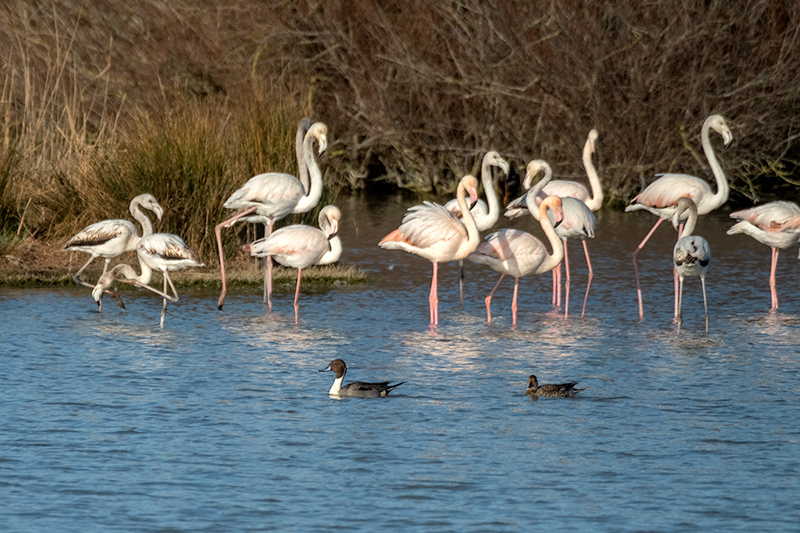 Flamenc ( Phoenicopterus ruber) + Ànec cuallarg (Anas acuta)