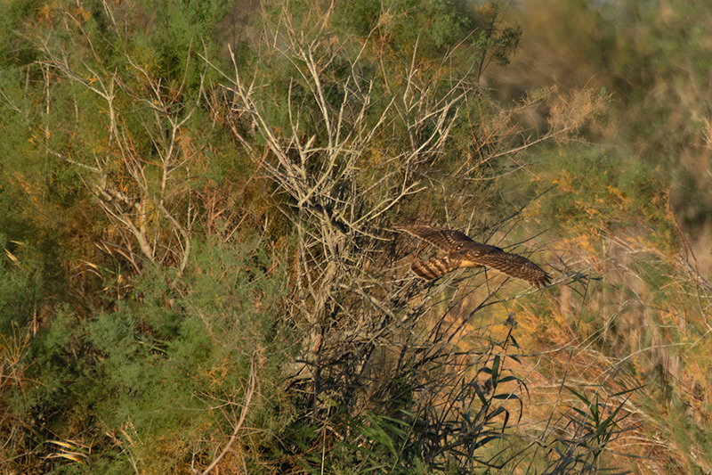 Astor (Accipiter gentilis)